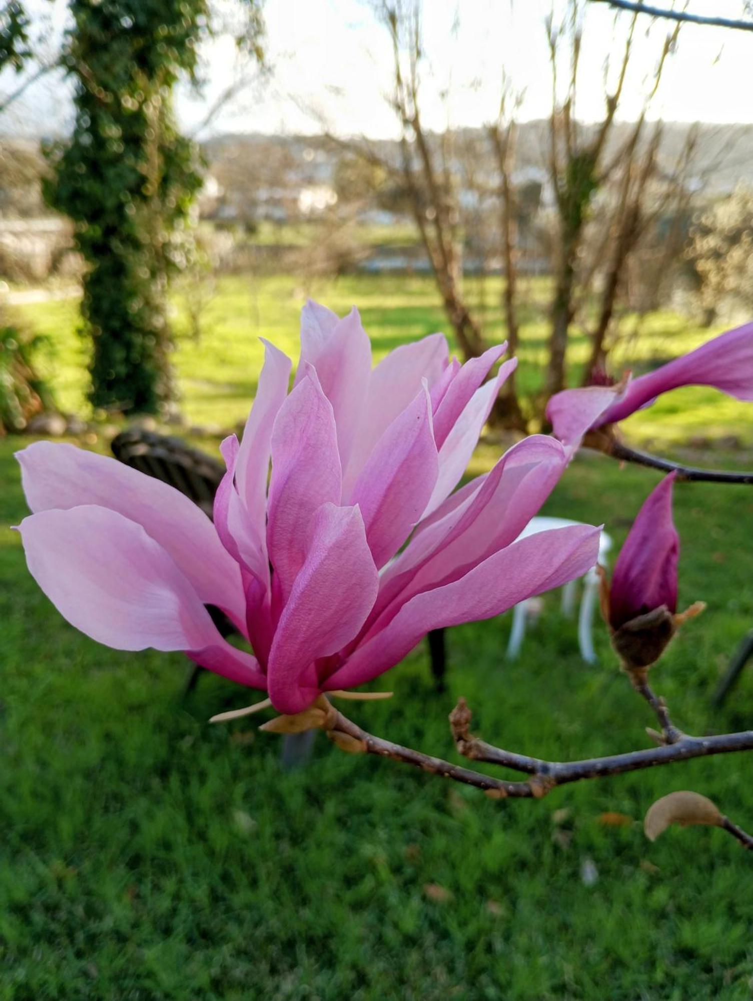 Magnolias Cottage Lousã Exterior photo